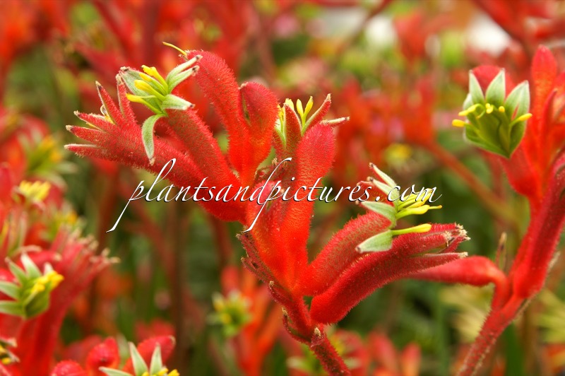 Anigozanthos ‘Bush Inferno’