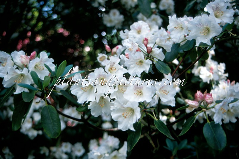 Rhododendron souliei
