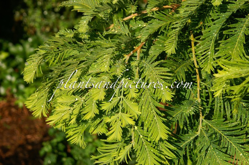 Metasequoia glyptostroboides ‘Chubby’