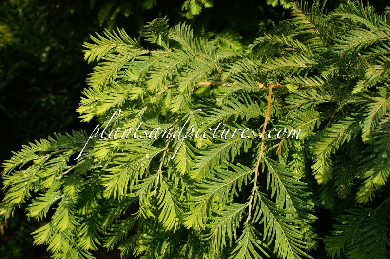 Metasequoia glyptostroboides ‘Chubby’