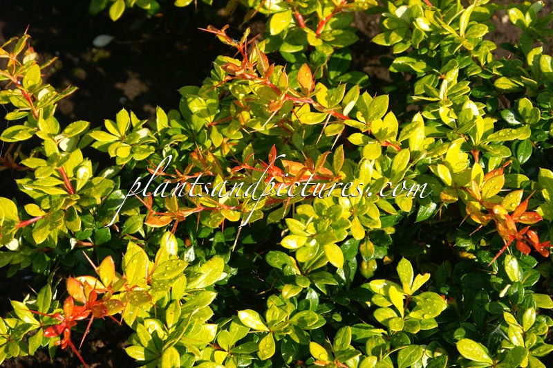 Berberis ‘Dual Jewel’