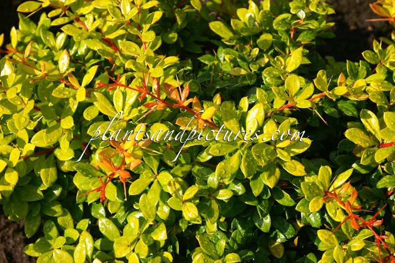 Berberis ‘Dual Jewel’