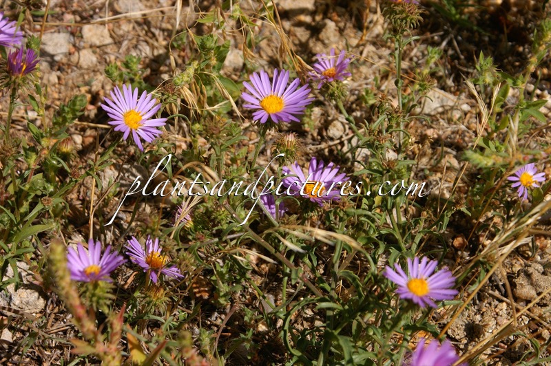Machaeranthera pattersonii