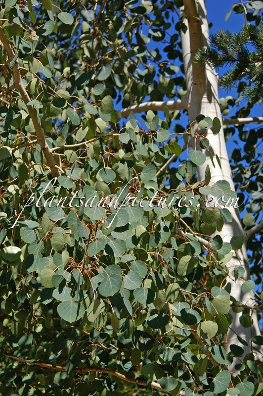 Populus tremuloides