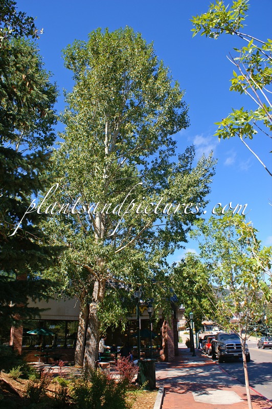 Populus angustifolia