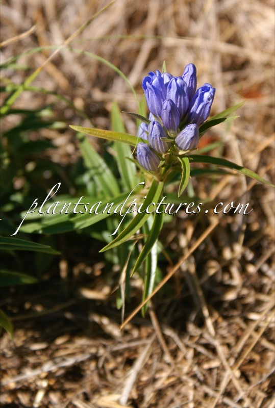 Pneumonanthe bigelovii