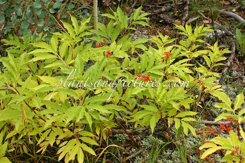 Sambucus microbotrys