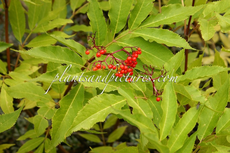 Sambucus microbotrys