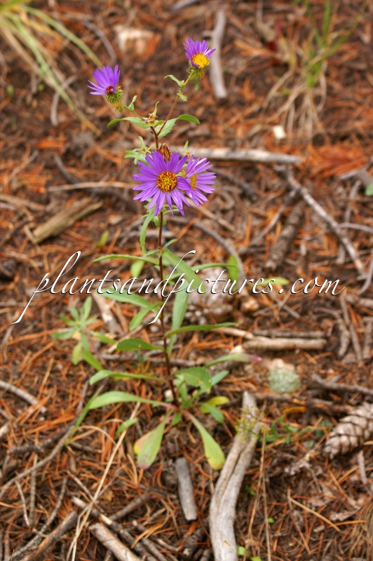 Machaeranthera bigelovii