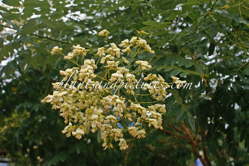 Styphnolobium japonicum