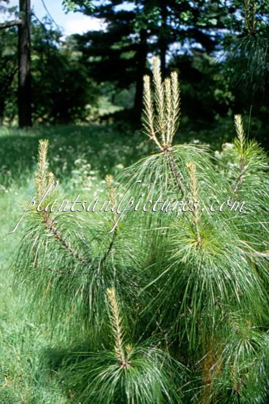 Pinus pseudostrobus var. poaptepecensis