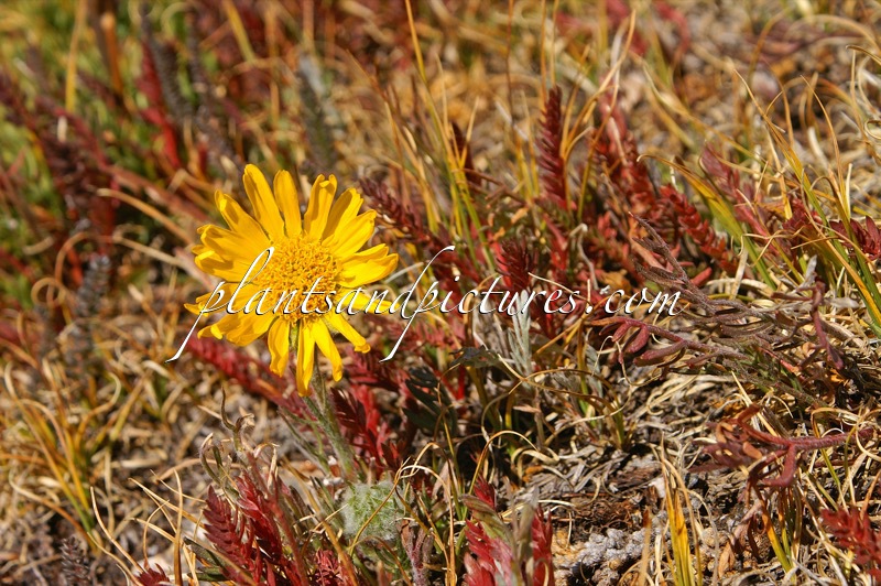 Rydbergia  grandiflora