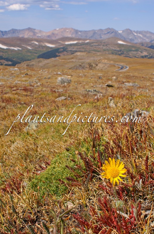 Rydbergia  grandiflora