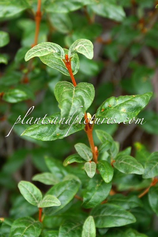 Shepherdia canadensis