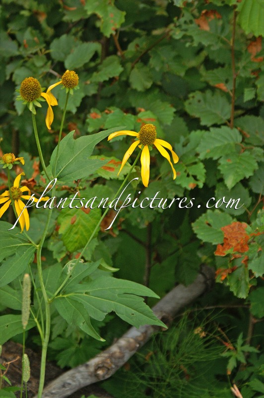 Rudbeckia laciniata