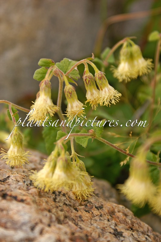 Brickellia grandiflora