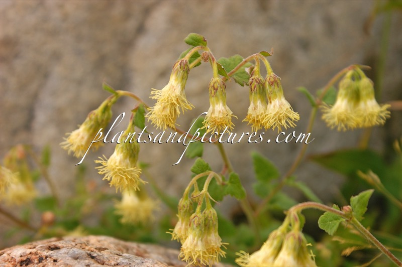 Brickellia grandiflora