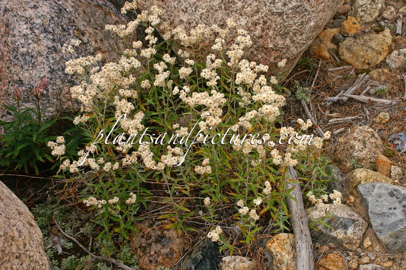 Anaphalis margaritacea