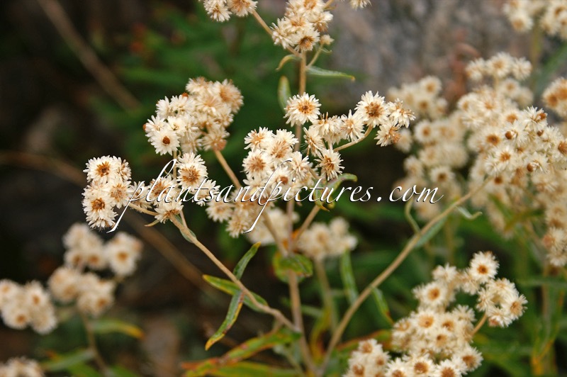 Anaphalis margaritacea