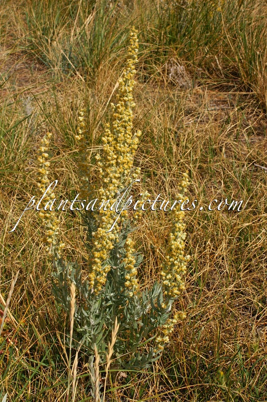 Artemisia longifolia