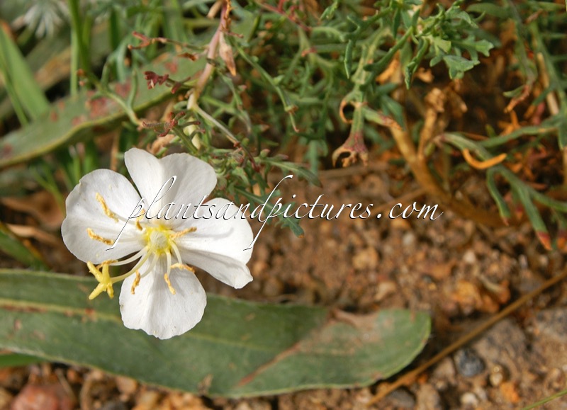 Oenothera coronopifolia