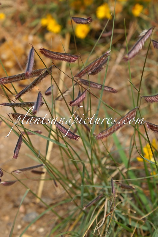 Bouteloua gracilis