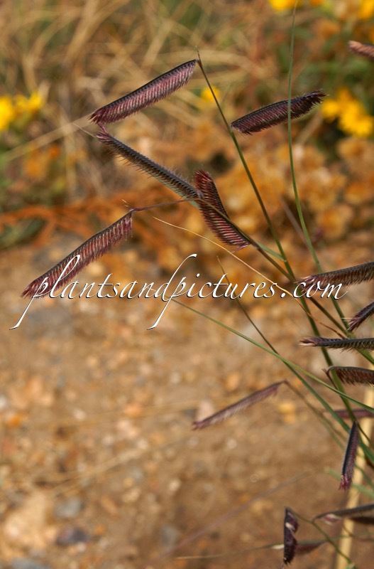 Bouteloua gracilis