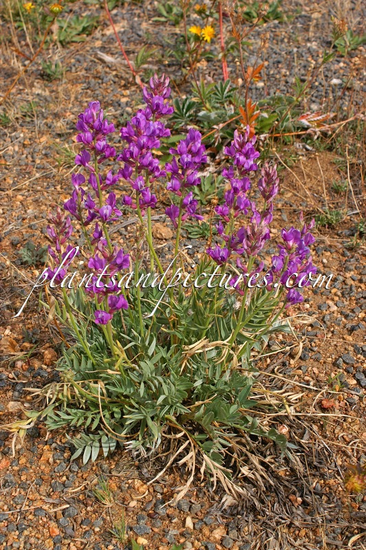 Oxytropis lambertii