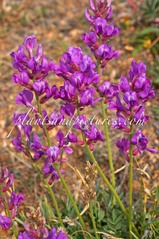 Oxytropis lambertii
