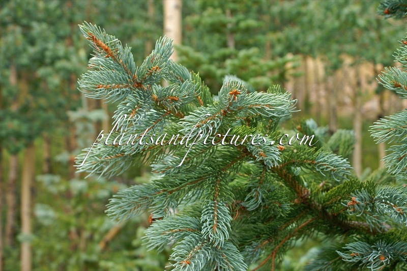Picea pungens