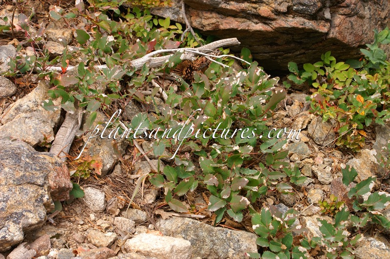 Mahonia repens