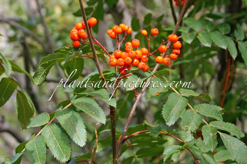 Sorbus scopulina
