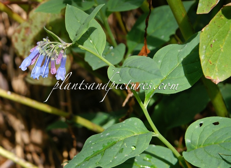 Mertensia ciliata