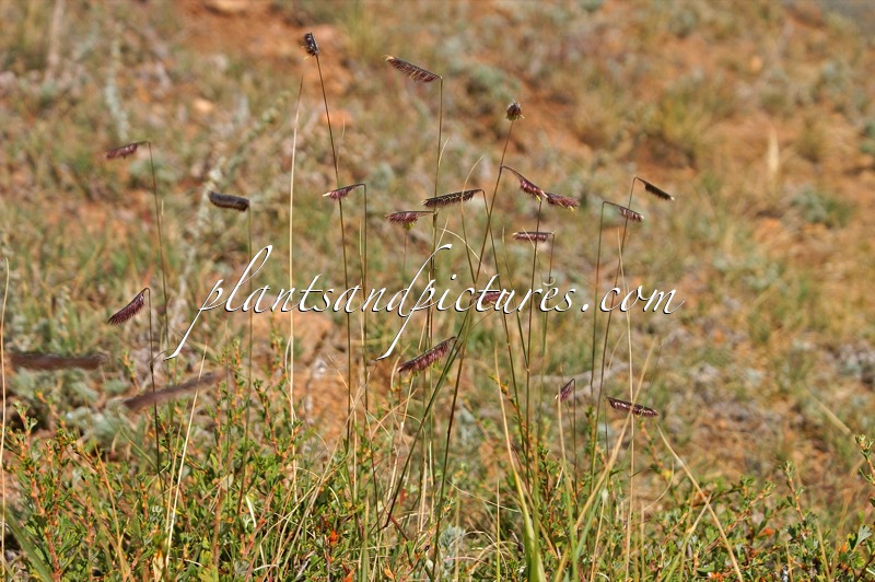 Bouteloua gracilis