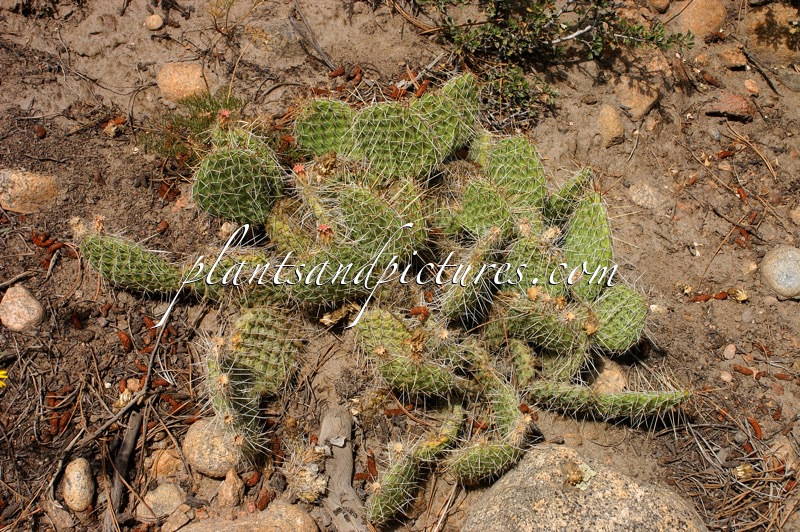 Opuntia polyacantha