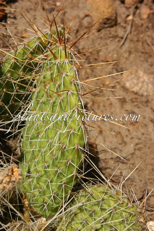 Opuntia polyacantha