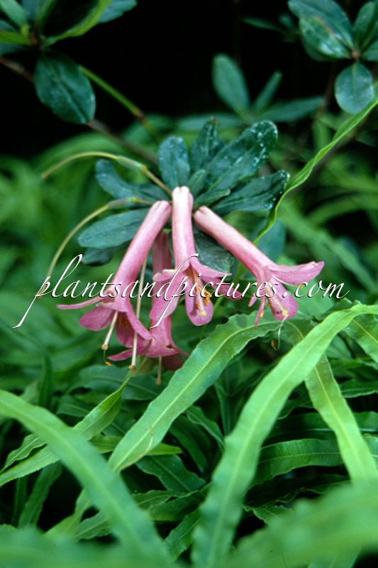 Rhododendron praetervisum