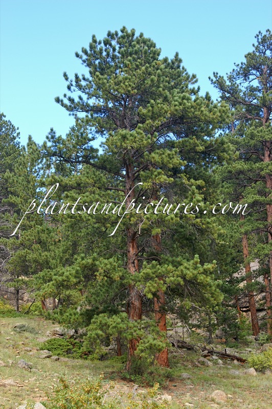 Pinus ponderosa