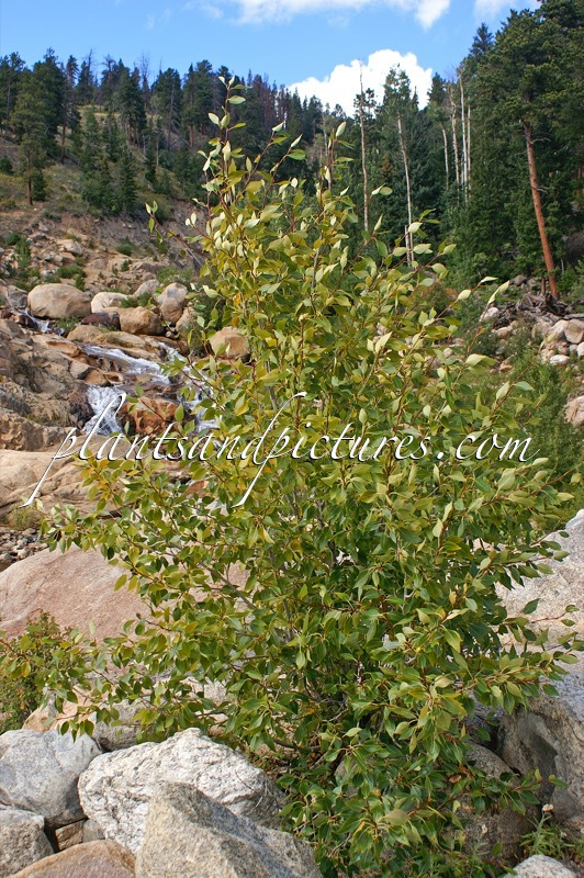 Populus angustifolia