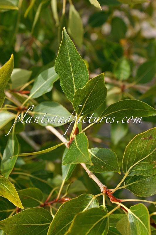 Populus angustifolia