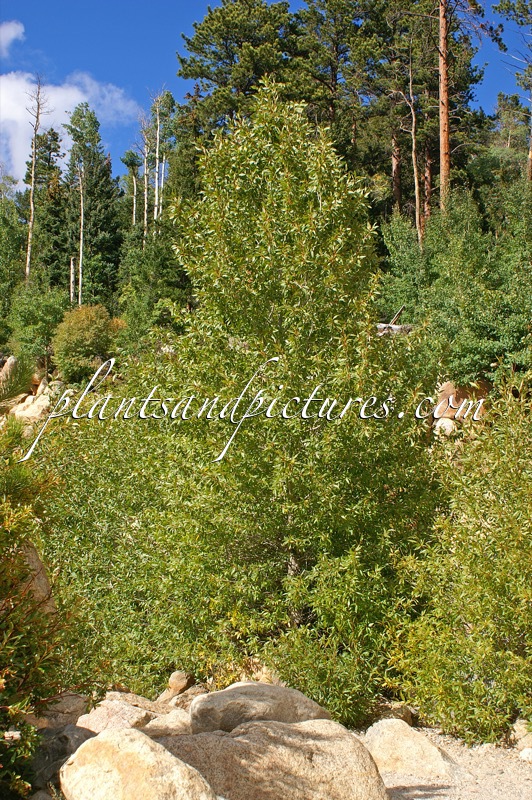 Populus angustifolia
