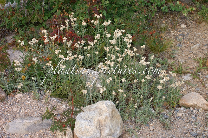 Anaphalis margaritacea
