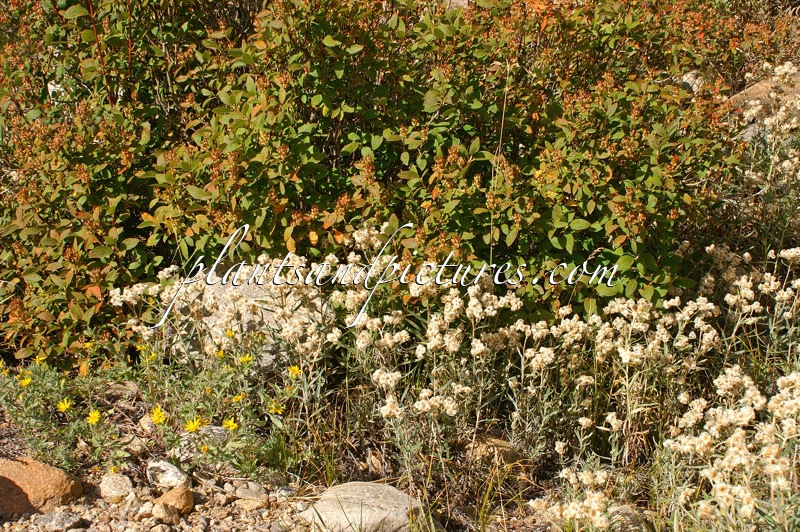 Anaphalis margaritacea (+Jamesia americana)