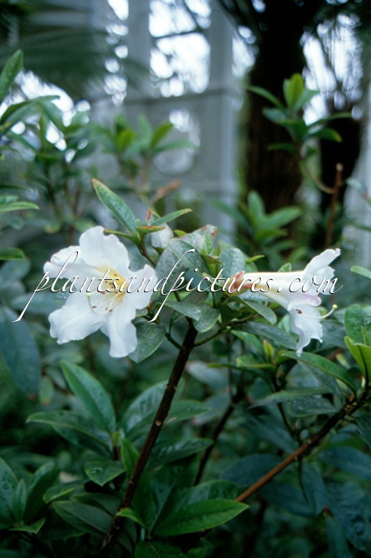 Rhododendron dendricola