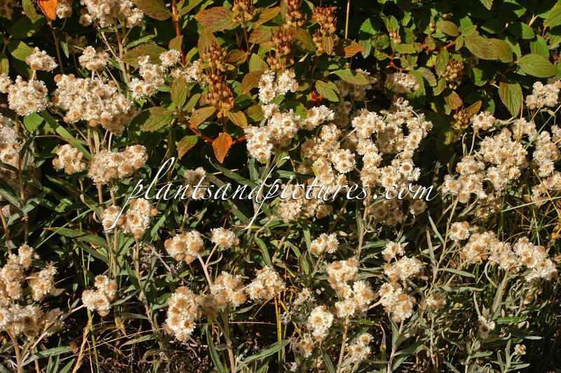 Anaphalis margaritacea