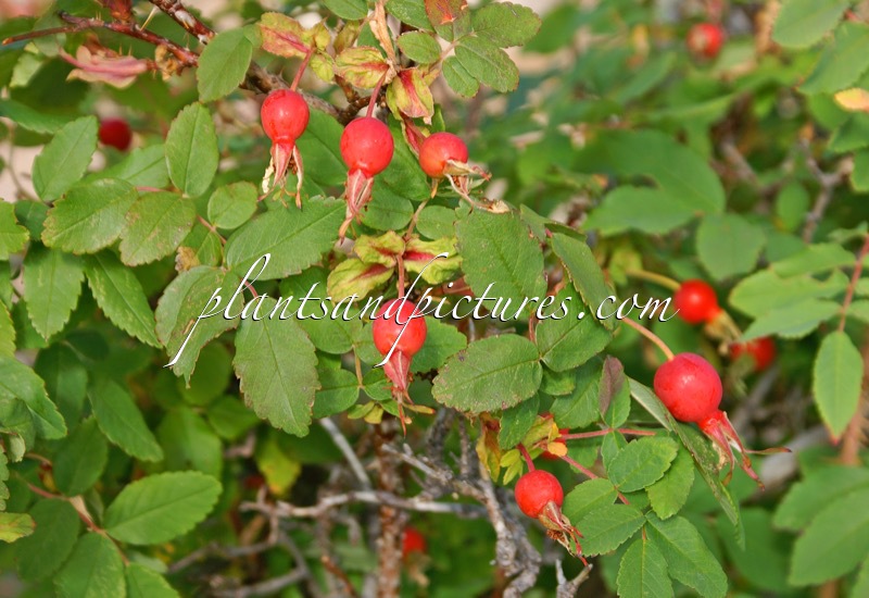 Rosa acicularis
