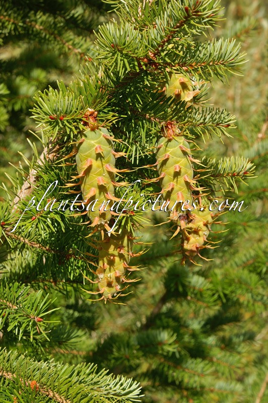 Pseudotsuga menziesii