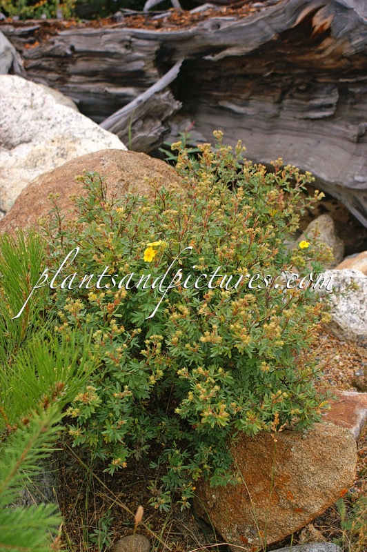 Potentilla fruticosa