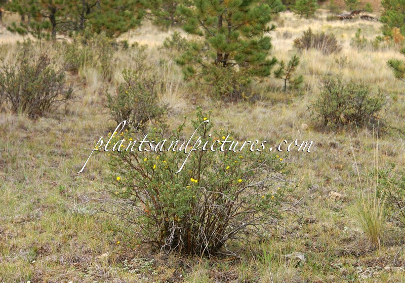Potentilla fruticosa