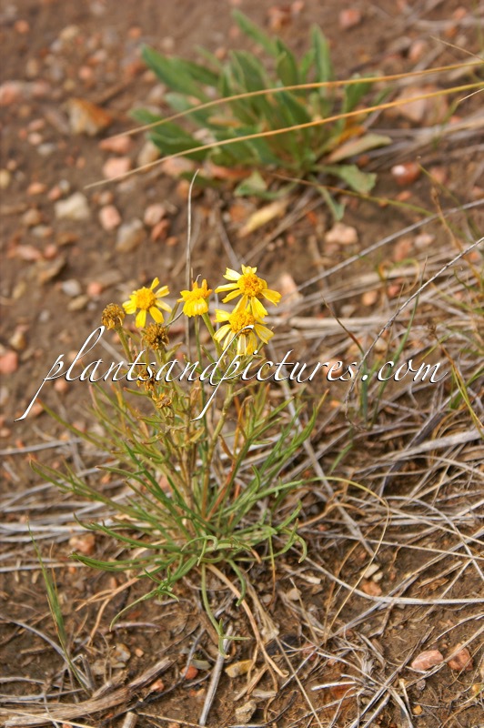 Senecio spartioides